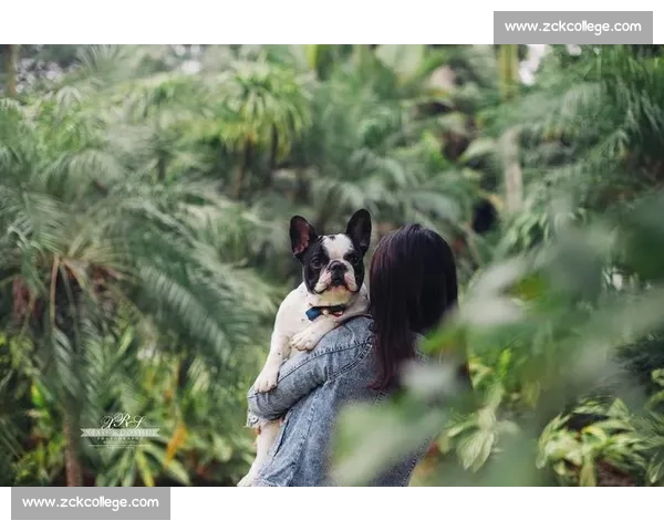 赛法斗：踢击独尊的优雅格斗艺术